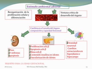 Pequeño para la Edad Gestacional
08/02/2015 MA Hinojosa Md,PædsSp, MSc 24
Estímulo ambiental adverso
Ventana crítica de
desarrollo del órgano
Reorganización de la
proliferación celulary
diferenciación
Cambios en el tamaño del órganoCambios en el tamaño del órgano
composición y capacidad funcionalcomposición y capacidad funcional
PesoPeso
## nefronasnefronas
apoptosisapoptosis
ProliferaciónProliferación celscels ββ
ApoptosisApoptosis celscels ββ
MasaMasa celscels ββ
Contenido insulina en islotesContenido insulina en islotes
Vascularización de islotesVascularización de islotes
DensidadDensidad
neuronalneuronal
CambiosCambios
estructurales enestructurales en
hipotálamo ehipotálamo e
hipocampohipocampo
 