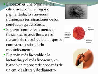  El pezón es una prominencia
cilíndrica, con piel rugosa,
pigmentada, lo atraviesan
numerosas terminaciones de los
conductos galactóforos.
 El pezón contiene numerosas
fibras musculares lisas, en su
mayoría de tipo circular, las que se
contraen al estimularlo
mecánicamente.
 El pezón más favorable a la
lactancia, y el más frecuente, es
blando en reposo y de poco más de
un cm. de altura y de diámetro.
 