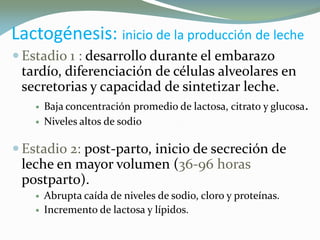 LactogénesisLactogénesis:: inicio de la producción de lecheinicio de la producción de leche
 Estadio 1 : desarrollo durante el embarazo
tardío, diferenciación de células alveolares en
secretorias y capacidad de sintetizar leche.
 Baja concentración promedio de lactosa, citrato y glucosa.
 Niveles altos de sodio
 Estadio 2: post-parto, inicio de secreción de
leche en mayor volumen (36-96 horas
postparto).
 Abrupta caída de niveles de sodio, cloro y proteínas.
 Incremento de lactosa y lípidos.
 