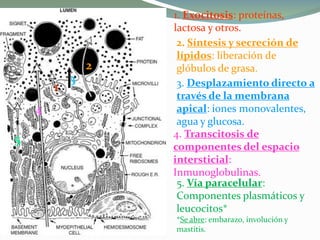 1. Exocitosis: proteínas,
lactosa y otros.
2. Síntesis y secreción de
lípidos: liberación de
glóbulos de grasa.
3. Desplazamiento directo a
través de la membrana
apical: iones monovalentes,
agua y glucosa.
4. Transcitosis de
componentes del espacio
intersticial:
Inmunoglobulinas.
5. Vía paracelular:
Componentes plasmáticos y
leucocitos*
*Se abre: embarazo, involución y
mastitis.
1
2
3
4
5
 