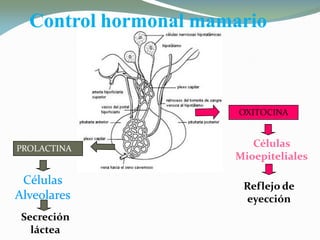 PROLACTINA
OXITOCINA
CélulasCélulas
AlveolaresAlveolares
CélulasCélulas
AlveolaresAlveolares
Células
Mioepiteliales
Células
Mioepiteliales
Secreción
láctea
Reflejo de
eyección
Control hormonal mamarioControl hormonal mamarioControl hormonal mamarioControl hormonal mamario
 
