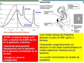 •Los niveles séricos de Prolactina
alcanzan un pico de 400 g/mL a
término.
•Descienden progresivamente sin
alcanzar el nivel basal manteniéndose en
niveles superiores mientras dura la
lactancia.
•La succión incrementan los niveles de
prolactina.
Succión
Succión
No succión
HPL: Lactógeno Placentario Humano
•El HPL se detecta desde la 6ª
sem. y alcanza los 6,000 ng/mL
en la gestación a término.
•Desciende bruscamente
(desaparece) con la expulsión
de la placenta (sintetizado en el
corion).
•Cumple un rol en la
Lactogénesis.
 
