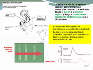 Niveles de
Oxitocina
sérica
Tiempo (min)5 10 15 20 25
La estimulación de receptores
táctiles genera impulsos
sensoriales que son transmitidos
desde el pezón a la médula
espinal y luego a las neuronas
secretorias oxitocinérgicas en el
hipotálamo
• La secreción de oxitocina es
transitoria e intermitente (en salvas).
• La concentración plasmática de
oxitocina regresa al nivel basal entre
las eyecciones de leche, aunque
continúe la succión.
Succión
 