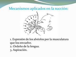 1. Expresión de los alvéolos por la musculatura
que los envuelve.
2. Ordeño de la lengua.
3. Aspiración.
Mecanismos aplicados en la succión:Mecanismos aplicados en la succión:
 