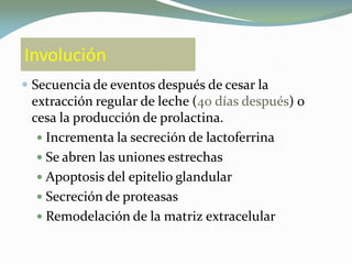 Involución
 Secuencia de eventos después de cesar la
extracción regular de leche (40 días después) o
cesa la producción de prolactina.
 Incrementa la secreción de lactoferrina
 Se abren las uniones estrechas
 Apoptosis del epitelio glandular
 Secreción de proteasas
 Remodelación de la matriz extracelular
 