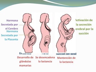 Hormona
Secretada por
el Cerebro
Hormona
Secretada por
la Placenta
Activación de
la secreción
cerebral por la
succión
Embarazo
Desarrollo de
glándulas
mamarias
Parto
Se desencadena
la lactancia
Succión del bebé
Mantención de
la lactancia
 