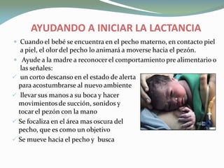 AYUDANDO A INICIAR LA LACTANCIAAYUDANDO A INICIAR LA LACTANCIA
 Cuando el bebé se encuentra en el pecho materno, en contacto piel
a piel, el olor del pecho lo animará a moverse hacia el pezón.
 Ayude a la madre a reconocer el comportamiento pre alimentario o
las señales:
 un corto descanso en el estado de alerta
para acostumbrarse al nuevo ambiente
 llevar sus manos a su boca y hacer
movimientos de succión, sonidos y
tocar el pezón con la mano
 Se focaliza en el área mas oscura del
pecho, que es como un objetivo
 Se mueve hacia el pecho y busca
 