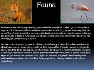 Fauna


En la reserva se llevan registradas 329 especies de aves de las cuales 142 corresponden a
especies directamente relacionadas con ambientes acuáticos, 35 especies de reptiles, 16
de anfibios (ranas y sapos), y un número todavía no precisado de mamíferos entre los que
son comunes el coipo o nutria que se explota comercialmente en Miramar, los zorros, los
hurones, las comadrejas y el puma.

Las aves constituyen el grupo más diverso, abundante y vistoso. Entre las especies más
atractivas están los flamencos, emblema de la laguna Mar Chiquita tiene el privilegio de
contar con tres de las seis especies de flamencos que hay en el mundo: el flamenco austral
o chileno, el flamenco andino o parina grande y el flamenco de James o parina chica, son
especies poco comunes que visitan la región en invierno, migrando desde las lagunas
andinas de gran altura del norte de la Puna argentina, chilena y boliviana, donde se
reproducen.
 