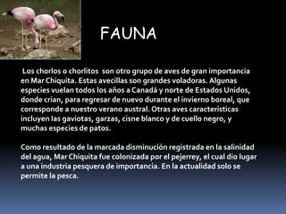 FAUNA

 Los chorlos o chorlitos son otro grupo de aves de gran importancia
en Mar Chiquita. Estas avecillas son grandes voladoras. Algunas
especies vuelan todos los años a Canadá y norte de Estados Unidos,
donde crían, para regresar de nuevo durante el invierno boreal, que
corresponde a nuestro verano austral. Otras aves características
incluyen las gaviotas, garzas, cisne blanco y de cuello negro, y
muchas especies de patos.

Como resultado de la marcada disminución registrada en la salinidad
del agua, Mar Chiquita fue colonizada por el pejerrey, el cual dio lugar
a una industria pesquera de importancia. En la actualidad solo se
permite la pesca.
 