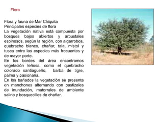Flora

Flora y fauna de Mar Chiquita
Principales especies de flora
La vegetación nativa está compuesta por
bosques bajos abiertos y arbustales
espinosos, según la región, con algarrobos,
quebracho blanco, chañar, tala, mistol y
tusca entre las especies más frecuentes y
de mayor porte.
En los bordes del área encontramos
vegetación leñosa, como el quebracho
colorado santiagueño,      barba de tigre,
palma y pasionaria.
En los bañados la vegetación se presenta
en manchones alternando con pastizales
de inundación, matorrales de ambiente
salino y bosquecillos de chañar.
 