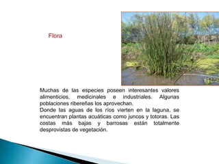 Flora




Muchas de las especies poseen interesantes valores
alimenticios, medicinales e industriales. Algunas
poblaciones ribereñas los aprovechan.
Donde las aguas de los ríos vierten en la laguna, se
encuentran plantas acuáticas como juncos y totoras. Las
costas más bajas y barrosas están totalmente
desprovistas de vegetación.
 