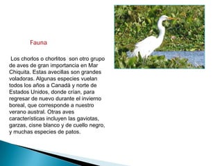 Fauna

 Los chorlos o chorlitos son otro grupo
de aves de gran importancia en Mar
Chiquita. Estas avecillas son grandes
voladoras. Algunas especies vuelan
todos los años a Canadá y norte de
Estados Unidos, donde crían, para
regresar de nuevo durante el invierno
boreal, que corresponde a nuestro
verano austral. Otras aves
características incluyen las gaviotas,
garzas, cisne blanco y de cuello negro,
y muchas especies de patos.
 