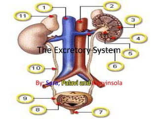 The Excretory System


By: Sara, Palavi and Kanyinsola
 