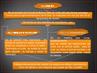 LA E QUIL
                                     S    A

  Es el proceso por el cual se lleva a cabo el corte del pelo de los animales
ovinos para el aprovechamiento de la lana, es realizada una vez por año en la
                             temporada de verano
                Se divide en dos métodos de esquilacion, que
                                    son:


  EL CRIOLLO O MANEADO
     CRIOLLO                                     TALLY O DEMANEADO

                                         Es    un    método     que    surge
Es el método mas tradicional , en        posteriormente
donde el animal es atado (maneado)       que se realiza las operaciones de
antes de comenzar a cortar el vellón .   corte con el animal suelto, para lo
Terminado el corte se suelta la oveja    cual se ubica el animal sentado y el
para esquilar la barriga y hacer el      esquilador corta desde atrás hacia
desangre.                                la cabeza.


        Independientemente del método de esquila se utilizan instrumentos
            como las tijeras o con maquina que puede ser fija o portátil
 