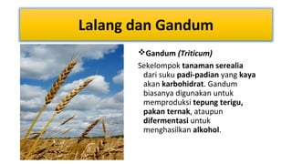 Lalang dan Gandum
Gandum (Triticum)
Sekelompok tanaman serealia
dari suku padi-padian yang kaya
akan karbohidrat. Gandum
biasanya digunakan untuk
memproduksi tepung terigu,
pakan ternak, ataupun
difermentasi untuk
menghasilkan alkohol.

 