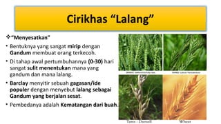 Cirikhas “Lalang”
“Menyesatkan”
• Bentuknya yang sangat mirip dengan
Gandum membuat orang terkecoh.
• Di tahap awal pertumbuhannya (0-30) hari
sangat sulit menentukan mana yang
gandum dan mana lalang.
• Barclay menyitir sebuah gagasan/ide
populer dengan menyebut lalang sebagai
Gandum yang berjalan sesat.
• Pembedanya adalah Kematangan dari buah.

 