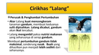 Cirikhas “Lalang”
Perusak & Penghambat Pertumbuhan
• Akar Lalang kuat mencengkeram
tanaman gandum, membuat keduanya
sulit dipisahkan. Lalang dicabut, gandum
akan ikut tercabut.
• Lalang mengambil paksa nutrisi makanan
yang seharusnya di serap gandum.
Membuat pertumbuhan gandum tidak
maksimal, cenderung rusak. Buah yang
dihasilkan pun menjadi lebih sedikit dari
seharusnya.

 