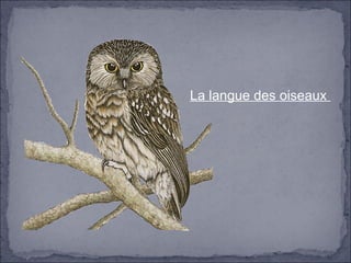 La langue des oiseaux
 