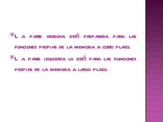 La parte derecha está preparada para las funciones propias de la memoria a corto plazo. La parte izquierda lo está para las funciones propias de la memoria a largo plazo. 