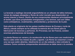   La lavanda o espliego ( lavanda angustofolia ) es un arbusto de tallos leñosos, ramas de espigas alargadas y flores de color morado que desprenden un aroma intenso y fresco. Dentro de sus componentes destacan principalmente el lanilol, que tiene propiedades energizantes y los taninos, que son útiles como antisépticos, cicatrizantes, antioxidantes y protectores de la piel.  Esta planta es originaria de los países mediterráneos de Europa y norte de Africa y desde siempre se ha utilizado la esencia de sus flores para la fabricación de lociones y perfumes. En Provenza, sur de Francia, existen enormes plantaciones de lavanda.  La planta florece en verano y la recolección de las flores para uso medicinal se lleva a cabo entre los meses de julio y agosto. Las flores se cosechan a mano una vez que estén abiertas, idealmente en un día soleado y bien entrada la mañana. Como contiene componentes alcohólicos se debe secar a la sombra     Hacer clic para seguir   