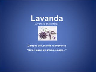 (Lavandula angustifolia)  Campos de Lavanda na Provence “ Uma viagem de aroma e magia...” Lavanda 
