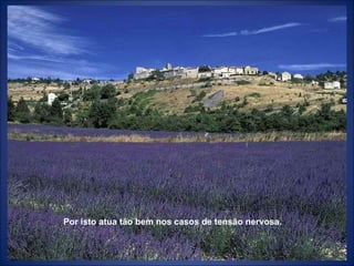 Por isto atua tão bem nos casos de tensão nervosa. 