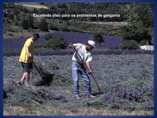 Excelente óleo para os problemas de garganta 