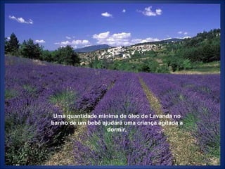 Uma quantidade mínima de óleo de Lavanda no banho de um bebê ajudará uma criança agitada a dormir. 