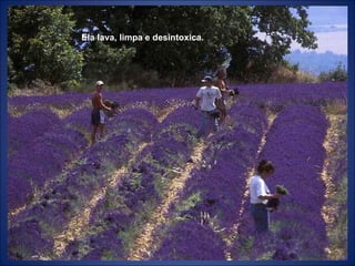 Ela lava, limpa e desintoxica. 