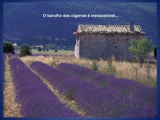 O barulho das cigarras é inesquecível... 