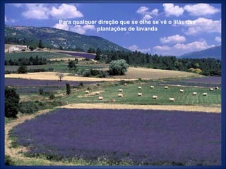 Para qualquer direção que se olhe se vê o lilás das plantações de lavanda 