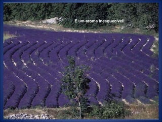 E um aroma inesquecível! 