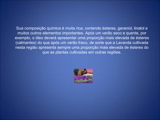 Sua composição química é muita rica, contendo ésteres, geraniol, linalol e muitos outros elementos importantes. Após um verão seco e quente, por exemplo, o óleo deverá apresentar uma proporção mais elevada de ésteres (calmantes) do que após um verão fraco, de sorte que a Lavanda cultivada nesta região apresenta sempre uma proporção mais elevada de ésteres do que as plantas cultivadas em outras regiões. 