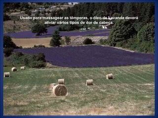 Usado para massagear as têmporas, o óleo de Lavanda deverá aliviar vários tipos de dor de cabeça. 