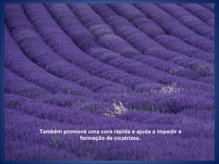 Também promove uma cura rápida e ajuda a impedir a formação de cicatrizes. 