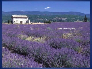 As plantações 