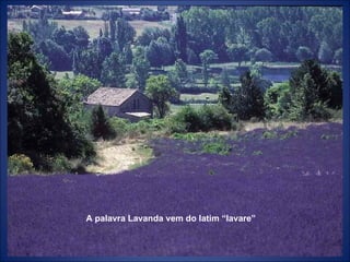 A palavra Lavanda vem do latim “lavare” 