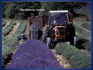 Nas fazendas maiores 