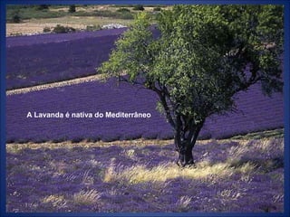 A Lavanda é nativa do Mediterrâneo 
