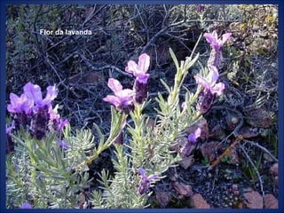 Flor da lavanda 