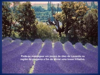 Pode-se massagear um pouco de óleo de Lavanda na região da garganta a fim de aliviar uma tosse irritativa. 