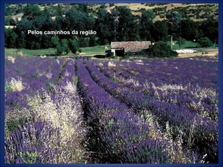 Pelos caminhos da região 