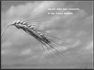 baciati dalla luna crescente in una fresca armonia 