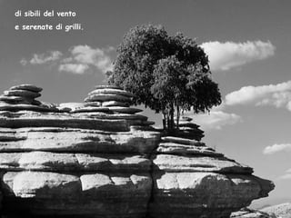 di sibili del vento e serenate di grilli. 