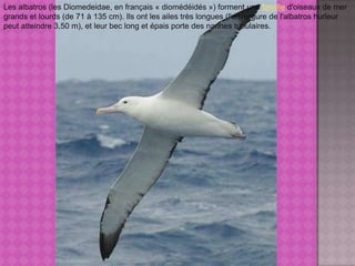 Les albatros (les Diomedeidae, en français « diomédéidés ») forment une famille d'oiseaux de mer grands et lourds (de 71 à 135 cm). Ils ont les ailes très longues (l'envergure de l'albatros hurleur peut atteindre 3,50 m), et leur bec long et épais porte des narines tubulaires. 