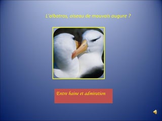 L'albatros, oiseau de mauvais augure ?
Entre haine et admiration
 