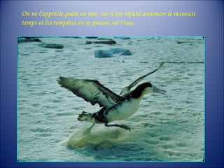 On ne l'apprécie guère en mer, car il est réputé annoncer le mauvais
temps et les tempêtes en se posant sur l'eau.
 