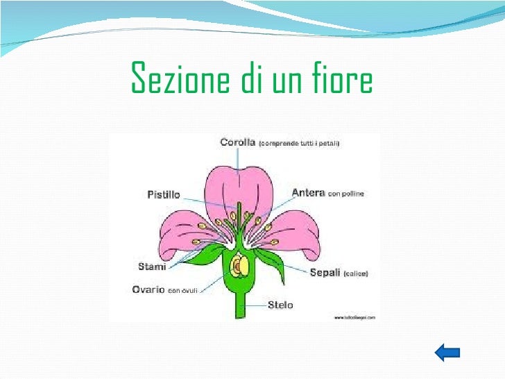 Le Parti Del Fiore Classe Seconda Primaria Get Images