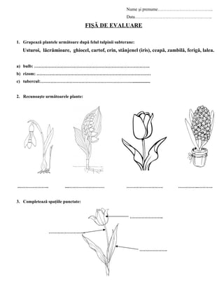 Nume şi prenume………………………………..
Data……………………………………………..
FIŞĂ DE EVALUARE
1. Grupează plantele următoare după felul tulpinii subterane:
Usturoi, lăcrămioare, ghiocel, cartof, crin, stânjenel (iris), ceapă, zambilă, ferigă, lalea.
a) bulb: …………………………………………………………………….
b) rizom: ……………………………………………………………………
c) tubercul:………………………………………………………................
2. Recunoaşte următoarele plante:
..……………….. ....…………………… ……………………. …………..……….
3. Completează spaţiile punctate:
…………………..
…………………….
……………….
 