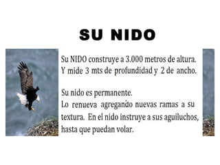 SU NIDO
 